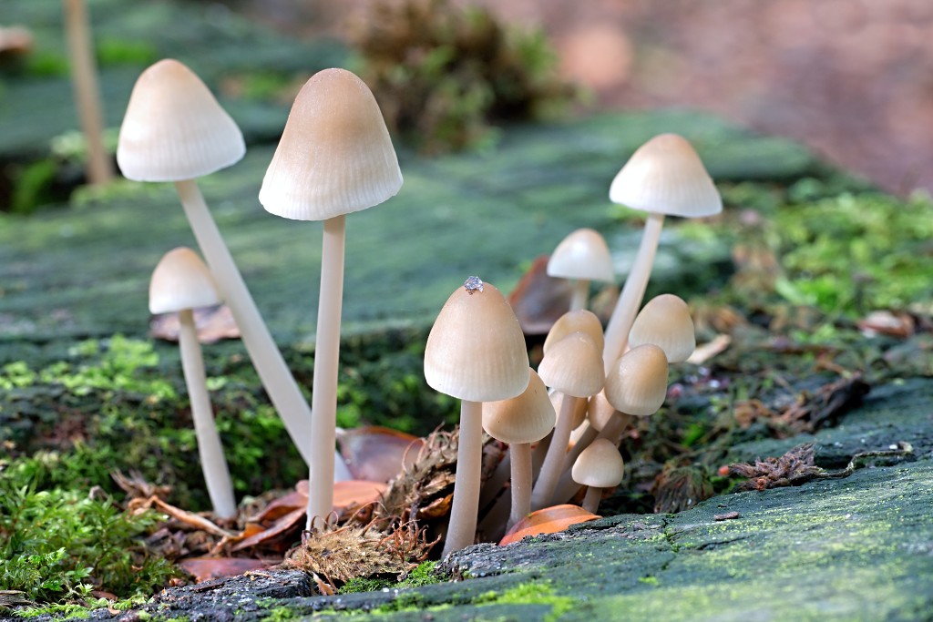 lente zomer herfst winter seizoen seizoenen voorjaar najaar hdr paddenstoelen bladeren mist regen sneeuw